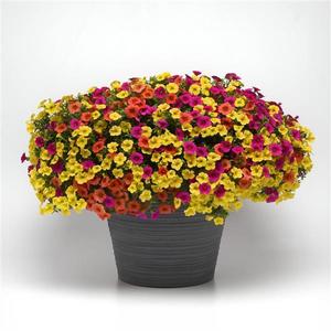 HB Tropicali combo Hanging Basket (c17)